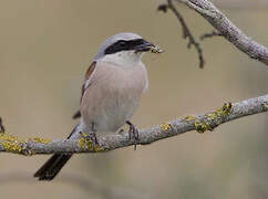 Red-backed Shrike