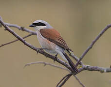 Red-backed Shrike