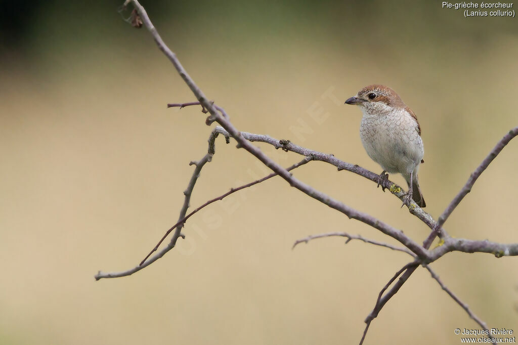 Pie-grièche écorcheur femelle adulte, identification