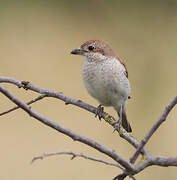 Red-backed Shrike