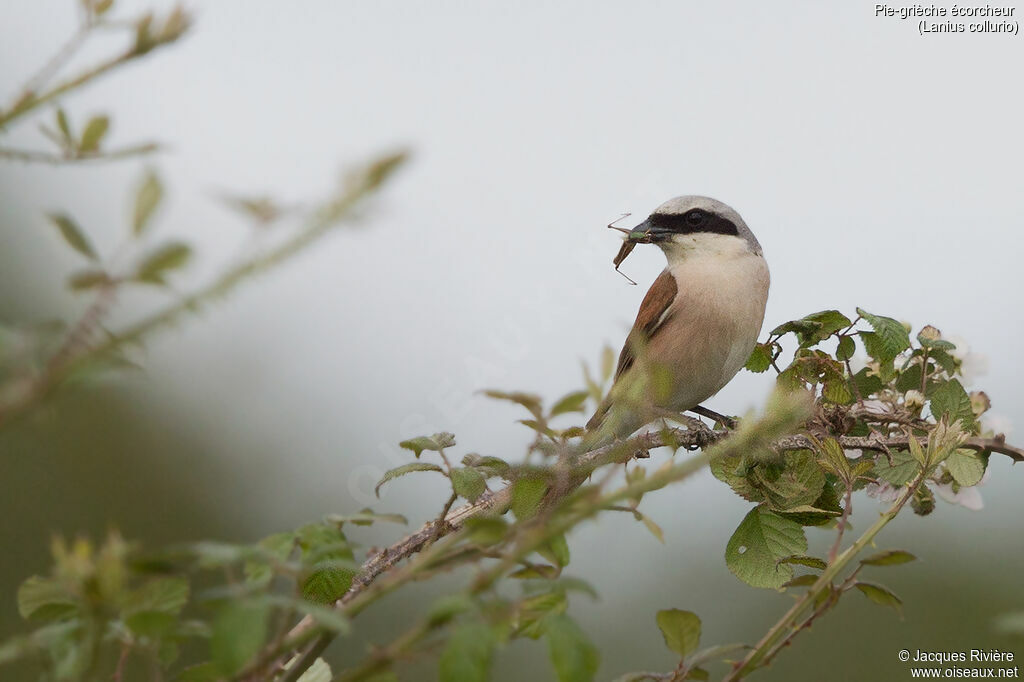 Red-backed Shrike male adult breeding, Reproduction-nesting