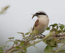 Red-backed Shrike