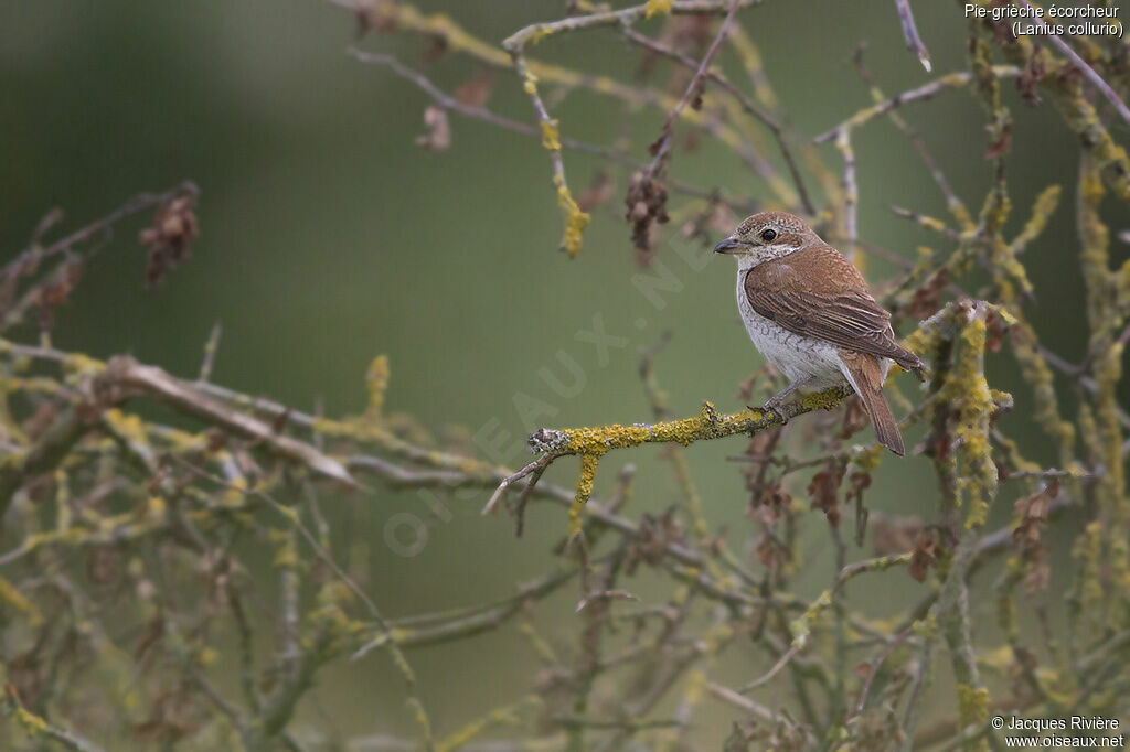 Red-backed Shrike female adult, identification
