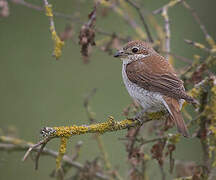 Red-backed Shrike