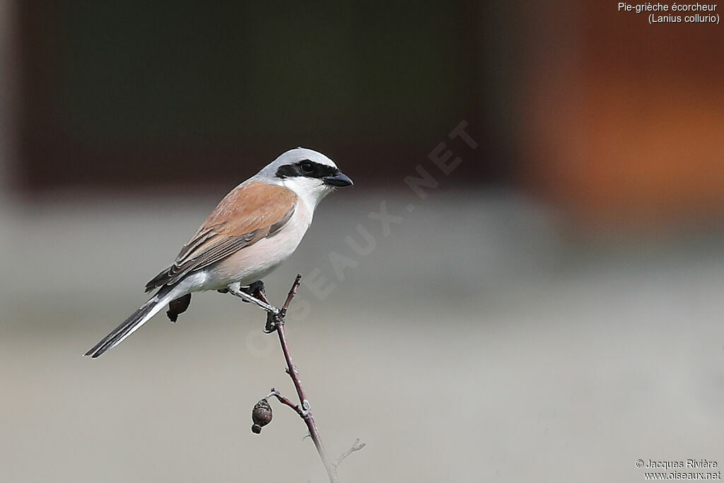 Red-backed Shrike male adult breeding, identification