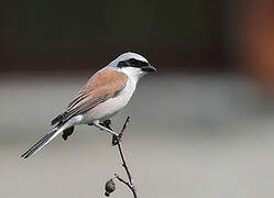 Red-backed Shrike