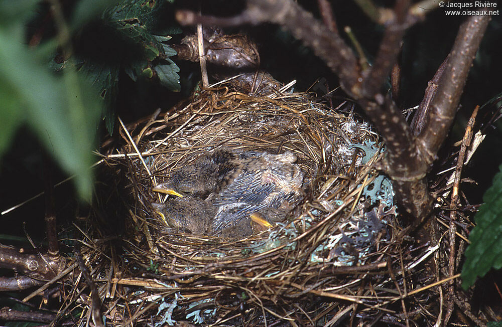 Red-backed Shrikejuvenile, Reproduction-nesting