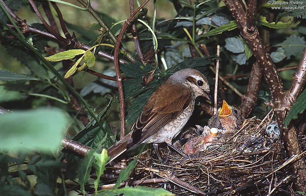 Red-backed Shrike female adult, Reproduction-nesting