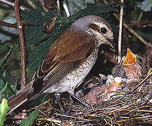 Red-backed Shrike