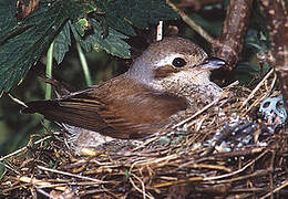 Red-backed Shrike