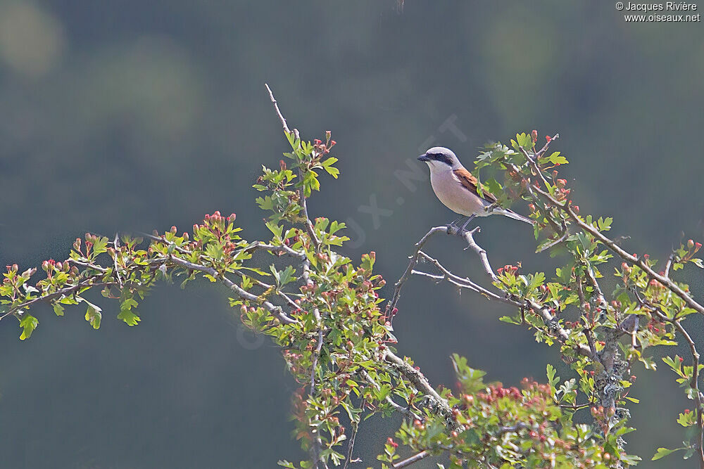 Red-backed Shrike male adult breeding