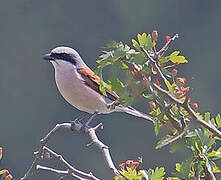 Red-backed Shrike