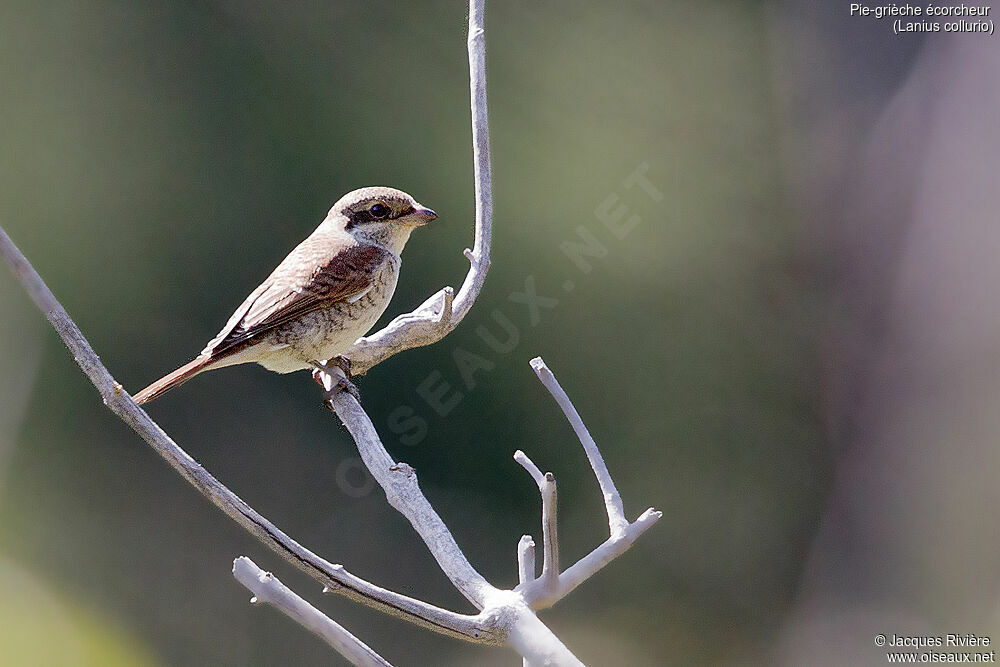 Pie-grièche écorcheurimmature, identification