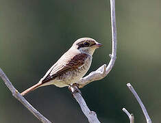 Red-backed Shrike