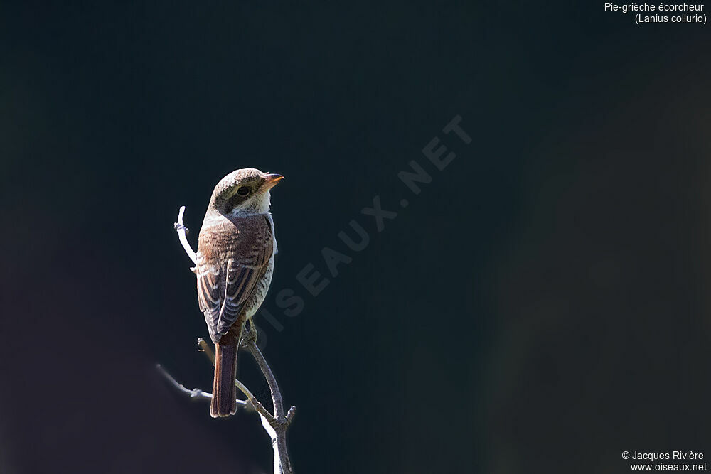 Red-backed Shrikeimmature, identification