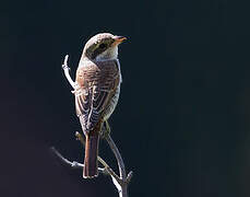 Red-backed Shrike