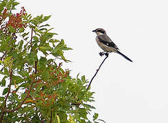 Iberian Grey Shrike