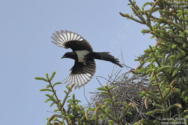 Eurasian Magpie female adult breeding, Flight, Reproduction-nesting