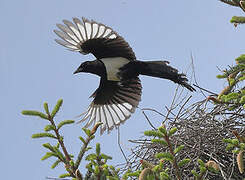 Eurasian Magpie