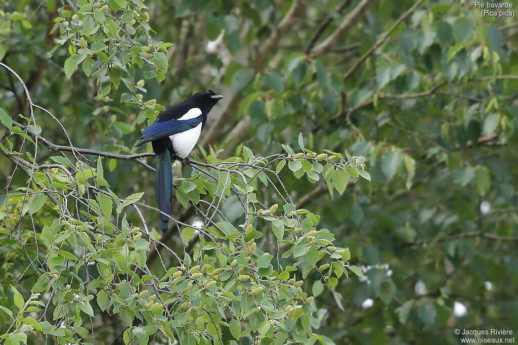 Eurasian Magpie male adult, identification