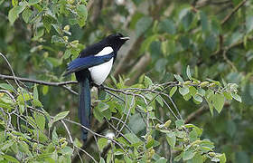 Eurasian Magpie