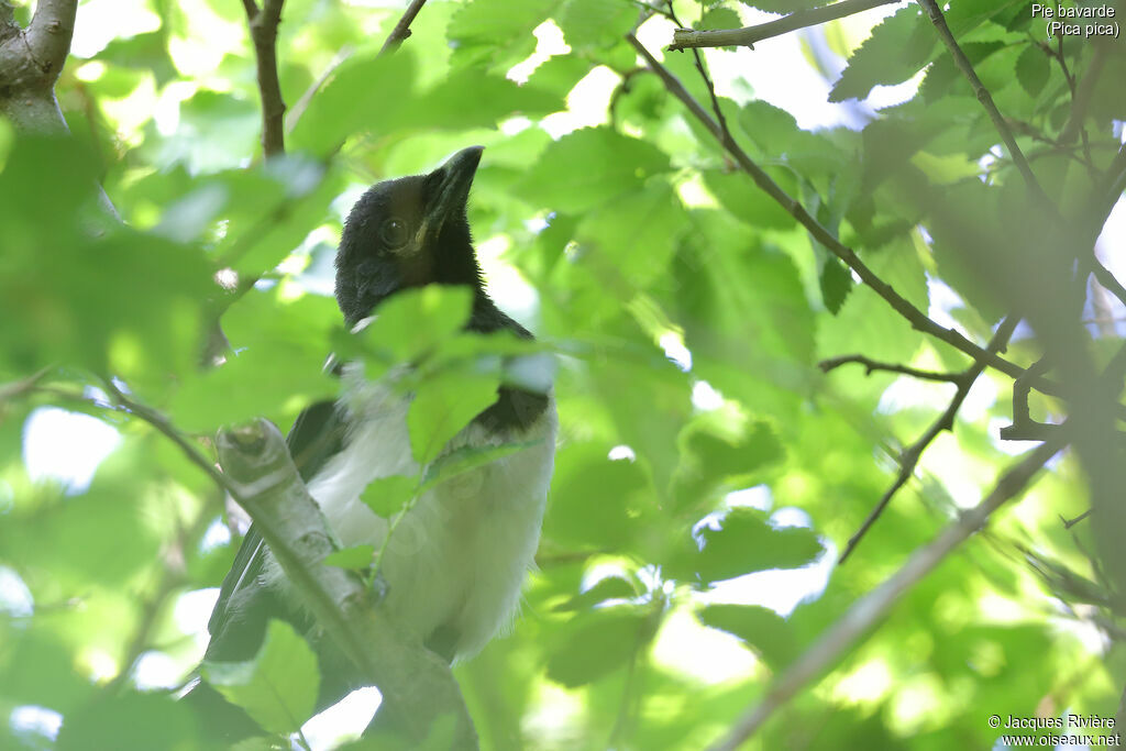 Eurasian Magpiejuvenile, Reproduction-nesting