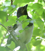 Eurasian Magpie