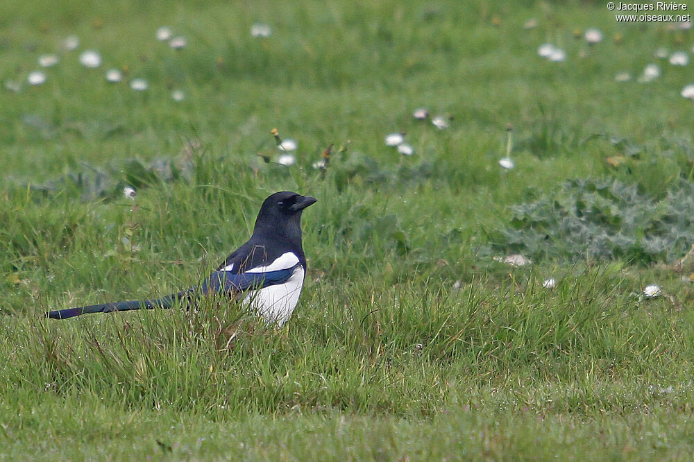 Eurasian Magpieadult breeding