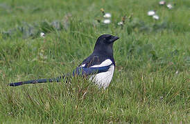 Eurasian Magpie