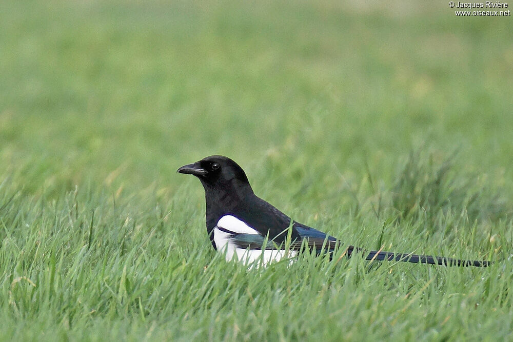 Eurasian Magpieadult breeding