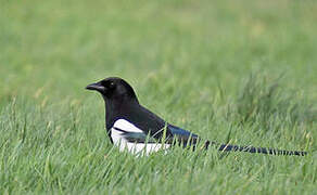 Eurasian Magpie