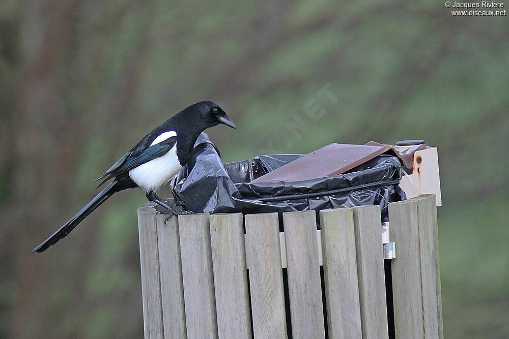 Eurasian Magpieadult breeding