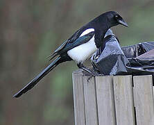 Eurasian Magpie