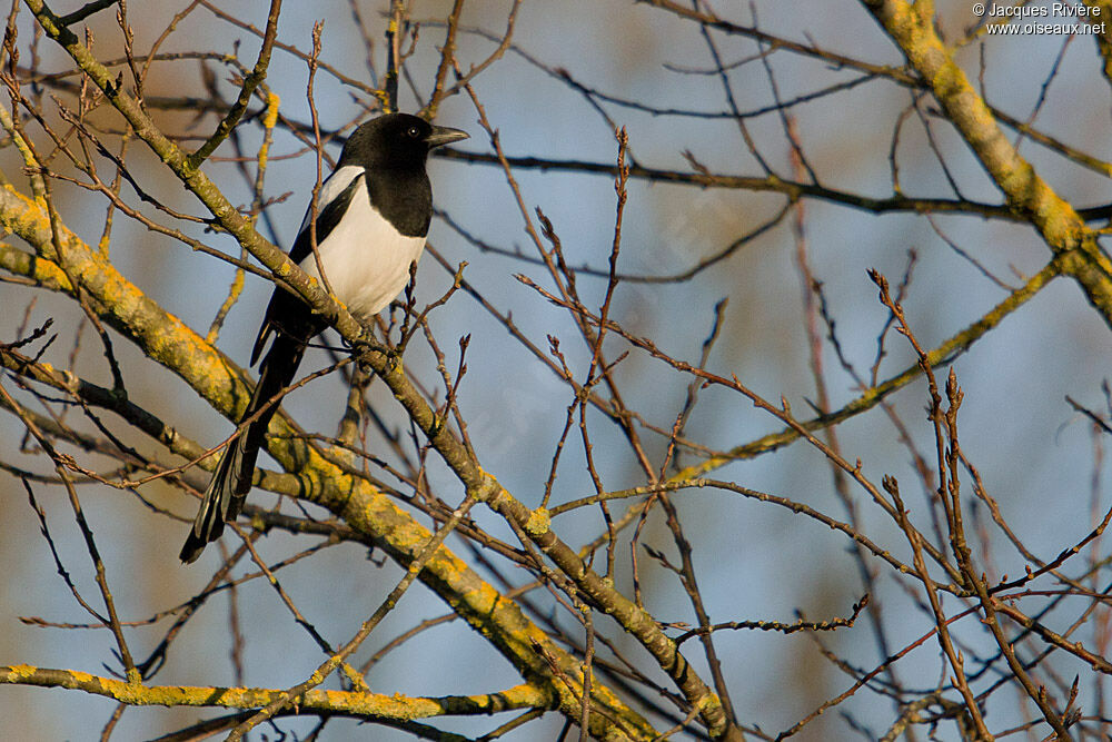 Eurasian Magpieadult post breeding