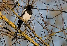 Eurasian Magpie