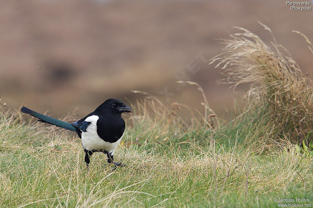 Eurasian Magpieadult breeding, identification, walking