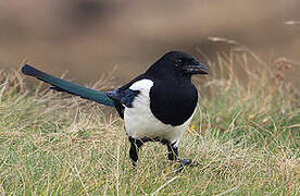 Eurasian Magpie