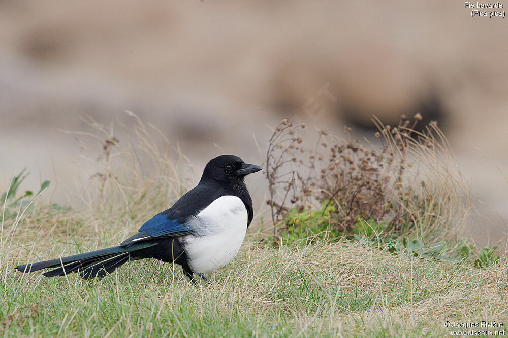 Eurasian Magpieadult breeding, identification, walking