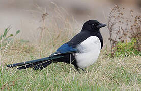 Eurasian Magpie