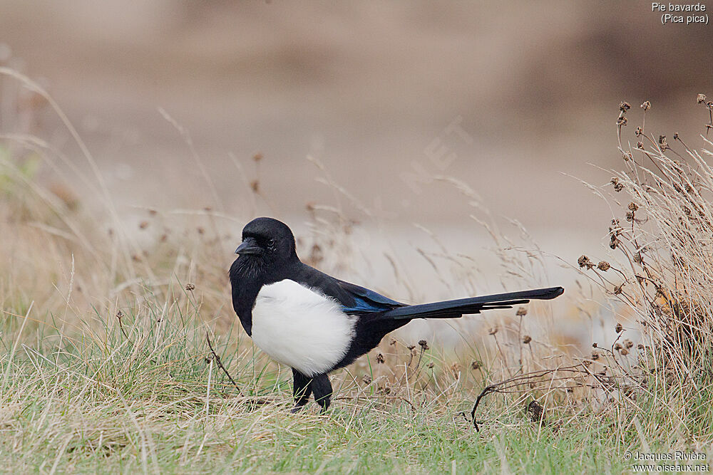 Eurasian Magpieadult breeding, identification, walking