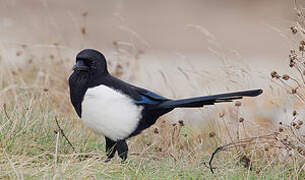 Eurasian Magpie