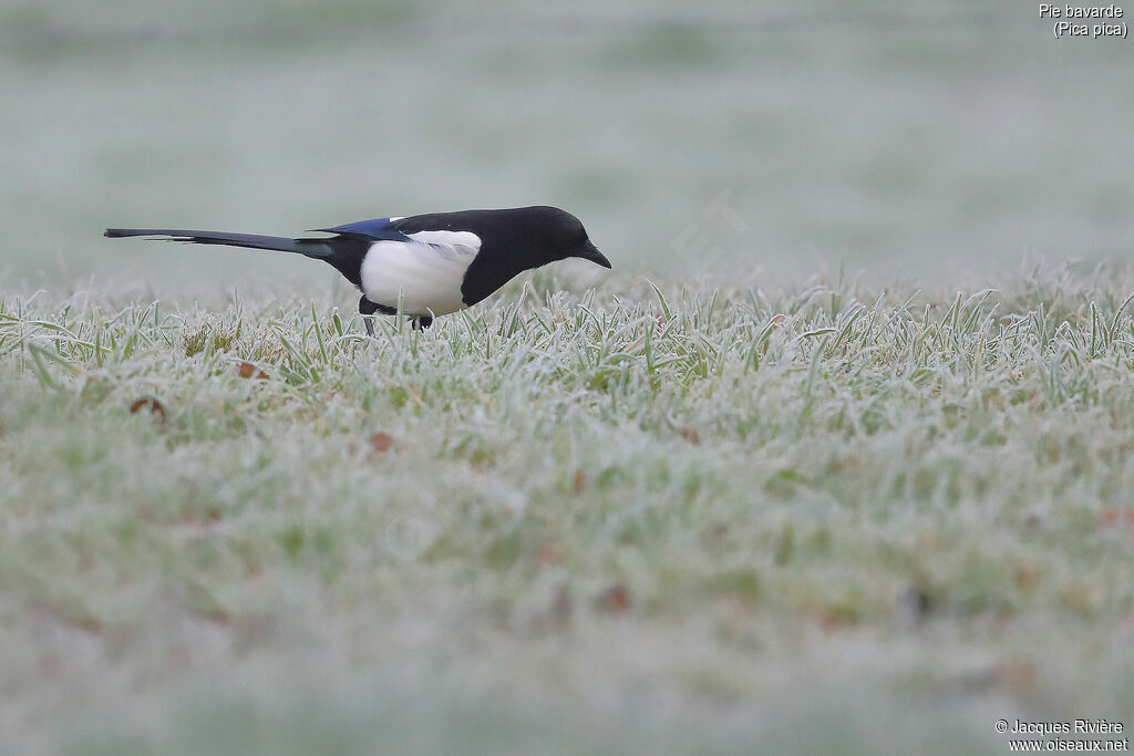 Eurasian Magpieadult breeding, identification, walking