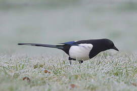 Eurasian Magpie