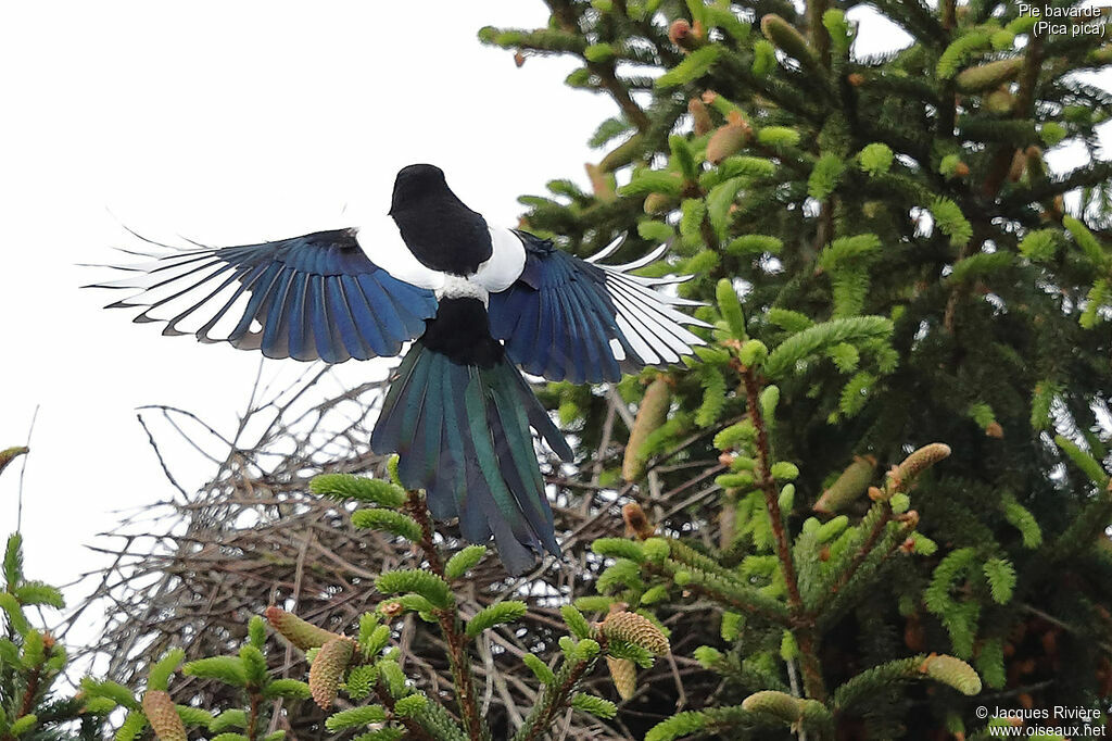 Eurasian Magpie male adult breeding, Flight, Reproduction-nesting