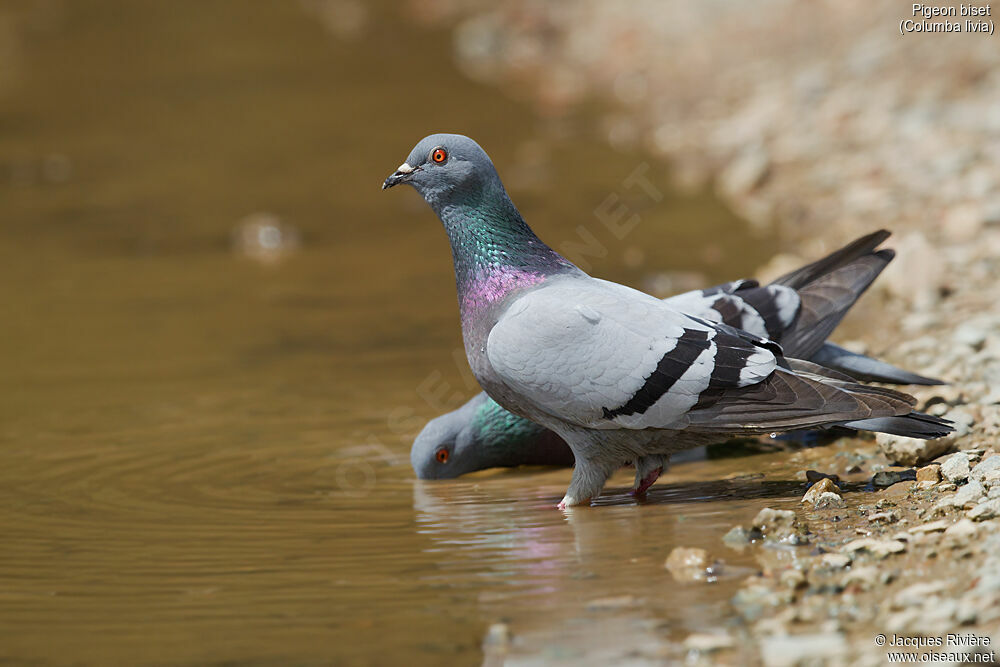 Rock Doveadult breeding, drinks