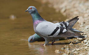 Rock Dove