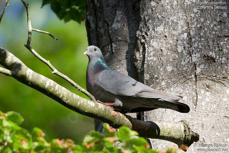 Stock Dove male adult, identification