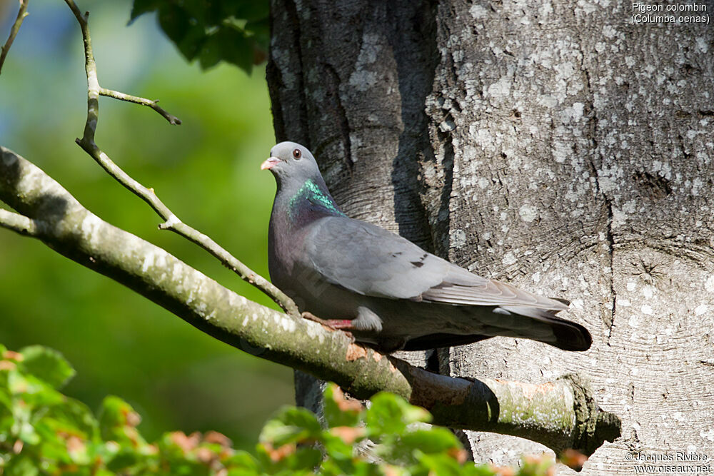 Pigeon colombin mâle adulte, identification