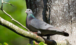 Stock Dove