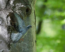 Pigeon colombin